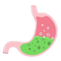 human stomach with a visible acidic environment, characterized by bubbles and a green substance that may represent gastric acid and partially digested food vector