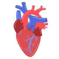 human heart organ in shades of red and blue, showing the various chambers and blood vessels. shows the main parts of the heart, including the atria, ventricles, and network of arteries and veins. vector