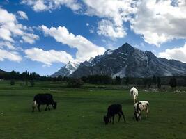 Idyllic summer landscape in the field with cows grazing on fresh green mountain pastures and snow capped mountain tops in the background, skardu, Suitable for dairy product advertisements photo