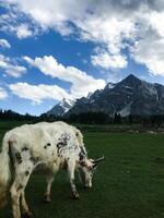 Idyllic summer landscape in the field with cows grazing on fresh green mountain pastures and snow capped mountain tops in the background, skardu, Suitable for dairy product advertisements photo