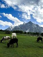 Idyllic summer landscape in the field with cows grazing on fresh green mountain pastures and snow capped mountain tops in the background, skardu, Suitable for dairy product advertisements photo