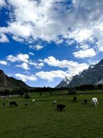 beautiful summer landscape in the field with cows grazing on fresh green mountain pastures and snow capped mountain tops in the background, skardu, Suitable for dairy product advertisements photo
