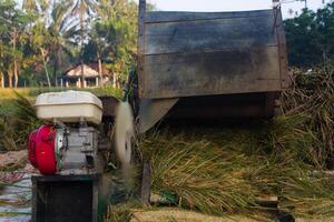 harvesting rice with the traditional machine. Suitable for nature and food news photo