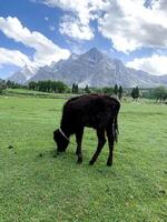 Idyllic summer landscape in the field with cows grazing on fresh green mountain pastures and snow capped mountain tops in the background, skardu, Suitable for dairy product advertisements photo