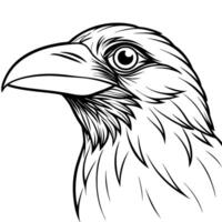 Close-up drawing of raven head isolated on a white background vector