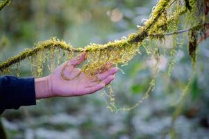 Moss, a rich natural environment in the middle of a rainforest, trees and forests. photo