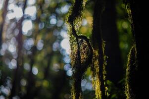 Moss, a rich natural environment in the middle of a rainforest, trees and forests. photo