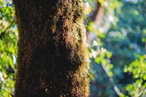 Moss, a rich natural environment in the middle of a rainforest, trees and forests. photo