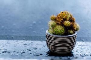 The cactus is planted in a small, cute, colorful pot with sharp thorns to protect itself from pests and insects. photo