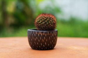 The cactus is planted in a small, cute, colorful pot with sharp thorns to protect itself from pests and insects. photo