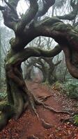 A path through a forest with a large tree photo