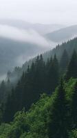 A foggy forest with trees and a mountain in the background photo