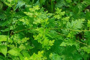 A close up of a bunch of green plants photo