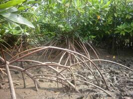 A large group of mangrove trees with their roots sticking out of the ground photo