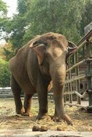 Close up view of an Asian elephant in a zoo habitat. photo