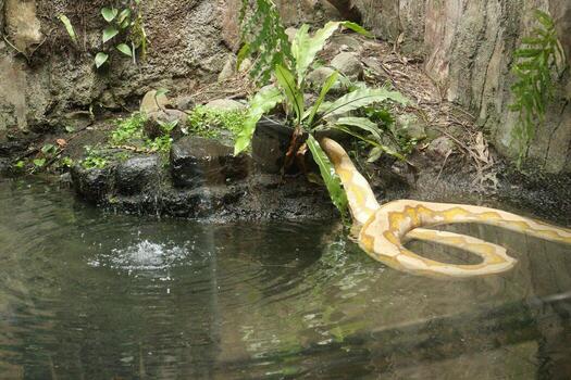 albino pitón serpiente en un estanque foto
