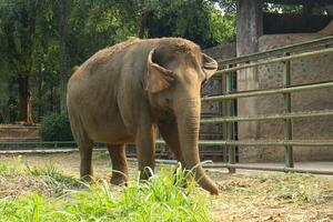 An Asian elephant walks through a grassy enclosure photo