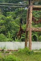 Orangutan hanging from a rope in a zoo enclosure. photo
