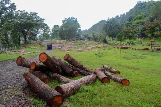 A pile of logs in the middle of a field photo