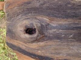 A close up of a tree trunk with a hole in it photo