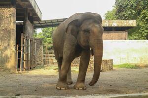 Close up of an elephant in a zoo enclosure photo