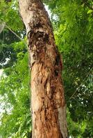 Close up of a tree trunk with rough bark and a textured pattern. photo