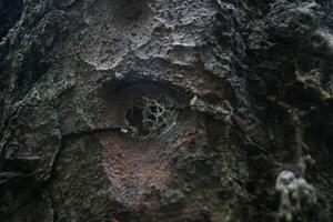 A hole in a tree trunk with a hole in it photo