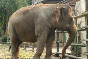 Elephant standing in zoo enclosure. photo