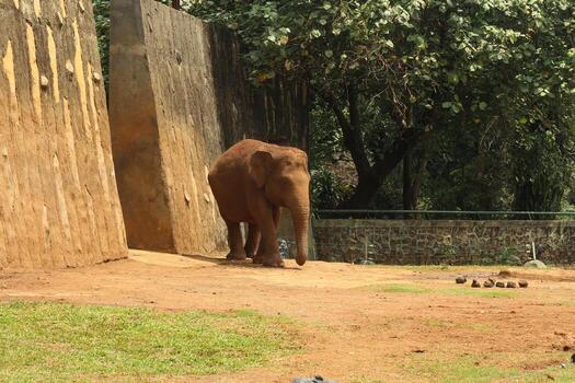 An elephant walks towards the camera in a zoo setting. photo