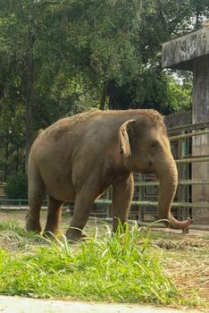 An elephant standing in an enclosure, looking calm and serene. photo