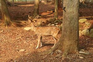 A spotted deer standing near a tree in a forest photo