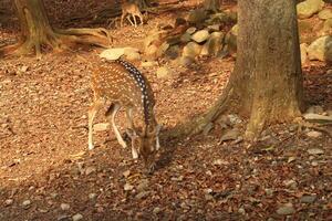 A spotted deer grazing in a forest photo