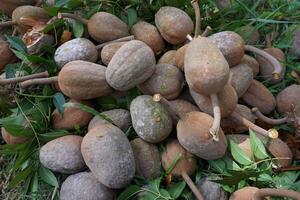 A pile of fruit on the ground photo