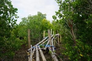 A wooden bridge in the middle of a forest photo