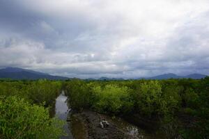 A river in the middle of a forest photo