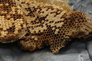 A honeycomb with honey on it photo
