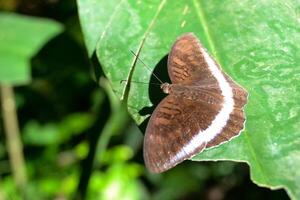 A brown butterfly with white stripes on its wings photo