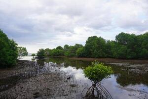 A small tree growing in the mud photo