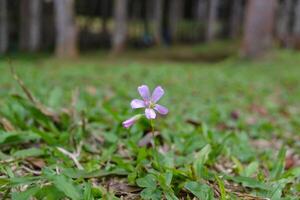 A single purple flower is standing in the grass photo