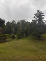 A grassy field with trees and a few palm trees photo