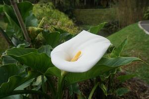 A white calla lily is blooming in a garden photo
