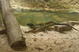 A black lizard basking on the shore of a small pond photo