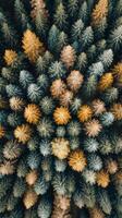 An aerial view of a forest with many trees photo