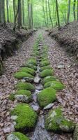 A stream runs through a forest with moss covered rocks photo