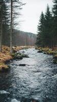 A river running through a forest with trees photo