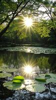 The sun shines through the trees and lily pads in a pond photo
