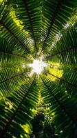 Sunlight shining through fern leaves in the forest photo