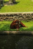 Orangutans eating together in the grass photo