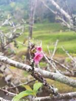 A pink flower on a branch in front of a stream photo