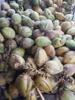A bunch of coconuts sitting on top of each other photo